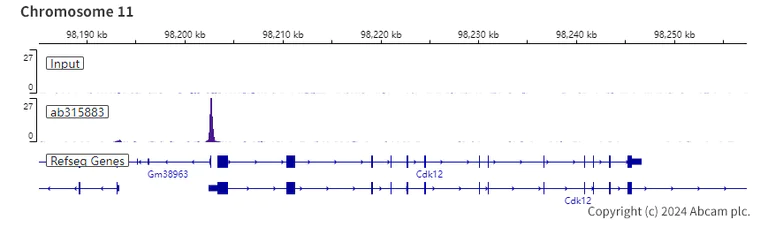 ChIP-sequencing - Anti-HDAC11/HD11 antibody [EPR26890-83] - BSA and Azide free (AB315884)