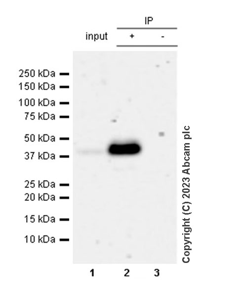 Immunoprecipitation - Anti-HDAC11/HD11 antibody [EPR26890-83] - BSA and Azide free (ab315884), expandable thumbnail