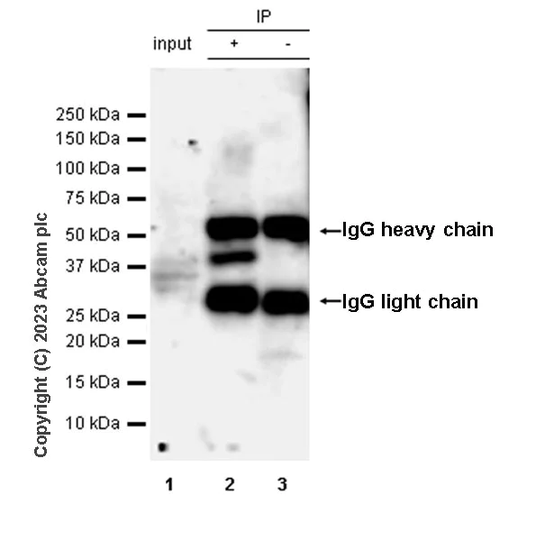 Immunoprecipitation - Anti-HDAC11/HD11 antibody [EPR26890-83] - BSA and Azide free (AB315884)