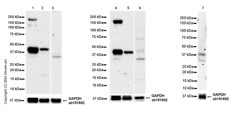 Western blot - Anti-HDAC11/HD11 antibody [EPR26890-83] - BSA and Azide free (AB315884)
