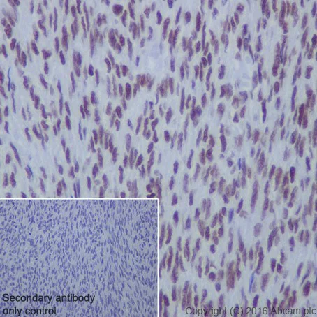 Immunohistochemistry (Formalin/PFA-fixed paraffin-embedded sections) - Anti-HDAC1+HDAC2 antibody [EPR20327] - BSA and Azide free (AB251562)
