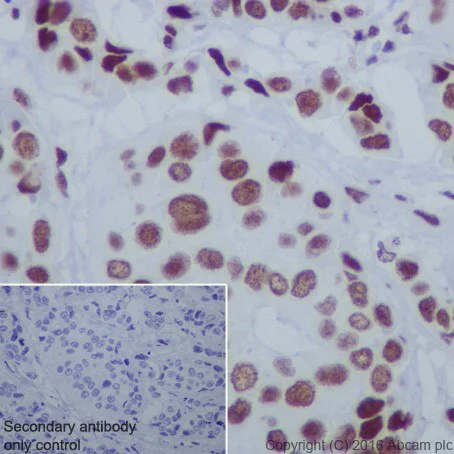 Immunohistochemistry (Formalin/PFA-fixed paraffin-embedded sections) - Anti-HDAC1+HDAC2 antibody [EPR20327] - BSA and Azide free (AB251562)