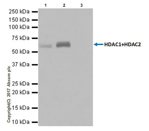 Immunoprecipitation - Anti-HDAC1+HDAC2 antibody [EPR20327] - BSA and Azide free (AB251562)
