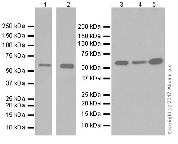 Western blot - Anti-HDAC1+HDAC2 antibody [EPR20327] - BSA and Azide free (AB251562)