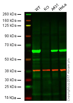 Western blot - Anti-HDAC2 antibody [3F3] (AB51832)