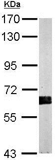 Western blot - Anti-HDAC2 antibody (AB137364), expandable thumbnail