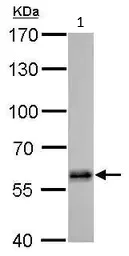 Western blot - Anti-HDAC2 antibody (AB137364)