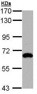 Western blot - Anti-HDAC2 antibody (AB137364), expandable thumbnail