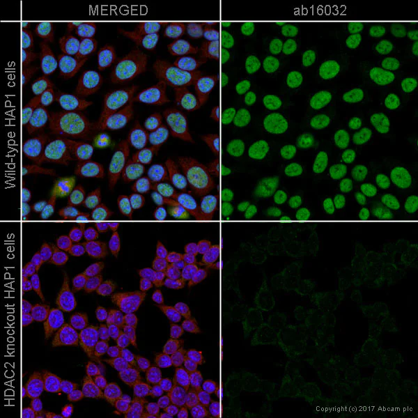 Immunocytochemistry/ Immunofluorescence - Anti-HDAC2 antibody (AB16032)