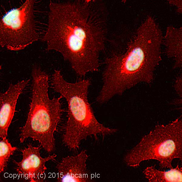 Immunocytochemistry/ Immunofluorescence - Anti-HDAC2 antibody (AB16032)