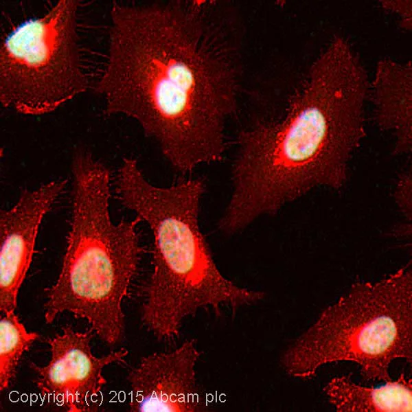 Immunocytochemistry/ Immunofluorescence - Anti-HDAC2 antibody (AB16032)