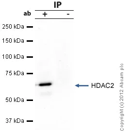 Immunoprecipitation - Anti-HDAC2 antibody (AB16032)