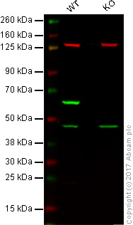 Anti-HDAC2 antibody