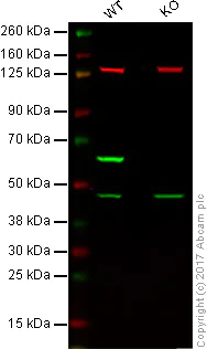 Western blot - Anti-HDAC2 antibody (AB16032)