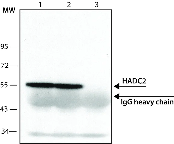 Immunoprecipitation - Anti-HDAC2 antibody (AB7029)