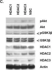 Western blot - Anti-HDAC2 antibody (AB7029)