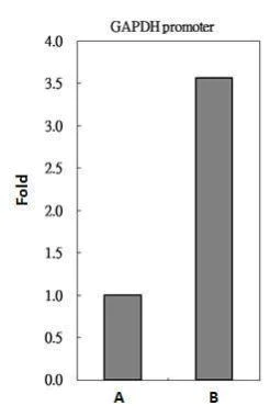 ChIP - Anti-HDAC2 antibody - C-terminal (AB227149)