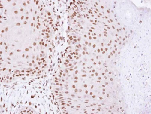 Immunohistochemistry (Formalin/PFA-fixed paraffin-embedded sections) - Anti-HDAC2 antibody - C-terminal (AB227149)