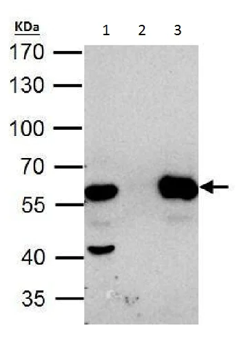 Immunoprecipitation - Anti-HDAC2 antibody - C-terminal (AB227149)