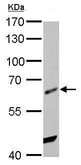 Western blot - Anti-HDAC2 antibody - C-terminal (AB227149)