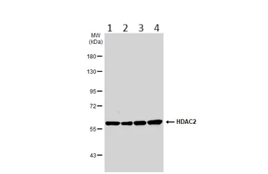 Western blot - Anti-HDAC2 antibody - C-terminal (AB227149)