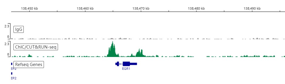 ChIC/CUT&RUN sequencing - Anti-HDAC2 antibody [EPR20117] (ab219053), expandable thumbnail