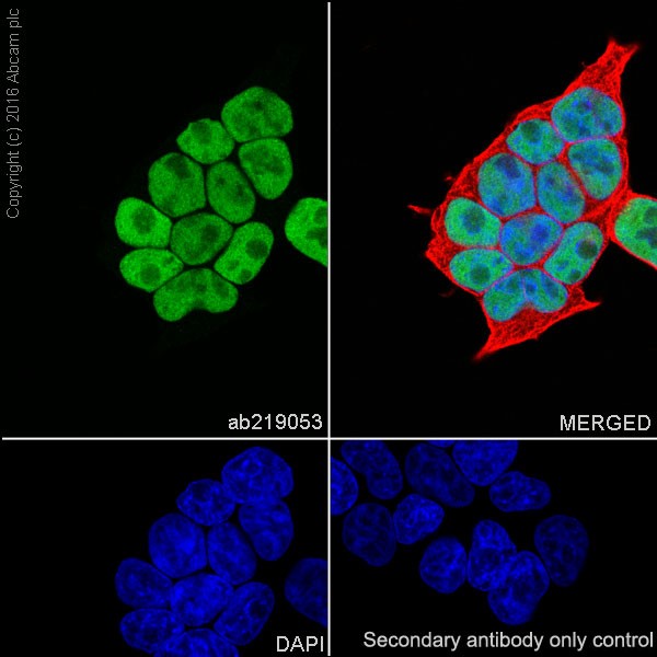 Immunocytochemistry/ Immunofluorescence - Anti-HDAC2 antibody [EPR20117] (AB219053), expandable thumbnail