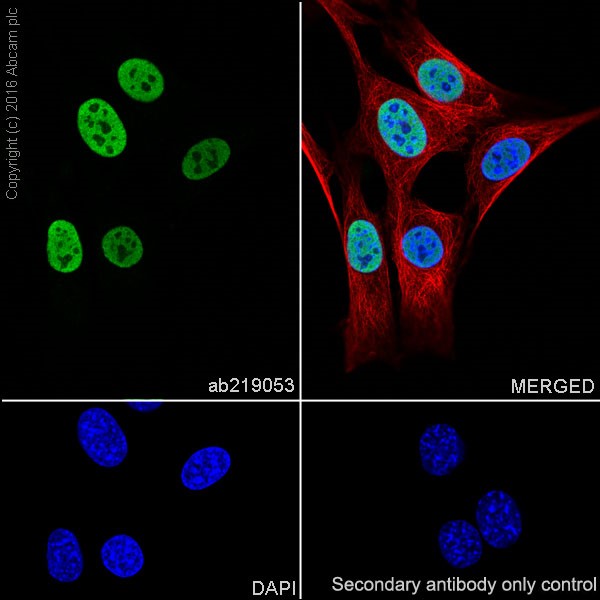 Immunocytochemistry/ Immunofluorescence - Anti-HDAC2 antibody [EPR20117] (ab219053), expandable thumbnail