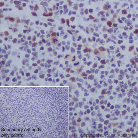 Immunohistochemistry (Formalin/PFA-fixed paraffin-embedded sections) - Anti-HDAC2 antibody [EPR20117] (AB219053)