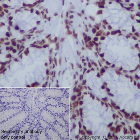 Immunohistochemistry (Formalin/PFA-fixed paraffin-embedded sections) - Anti-HDAC2 antibody [EPR20117] (ab219053), expandable thumbnail