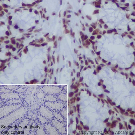 Immunohistochemistry (Formalin/PFA-fixed paraffin-embedded sections) - Anti-HDAC2 antibody [EPR20117] (AB219053)