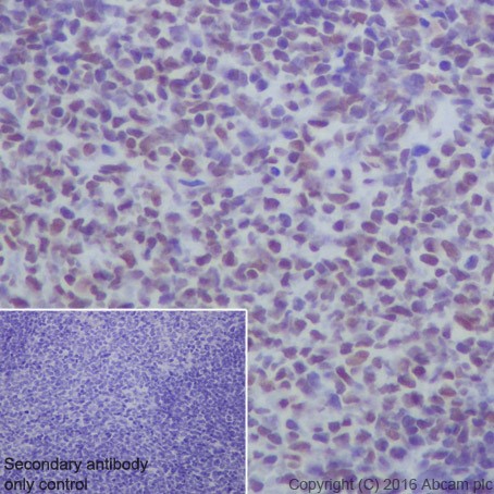 Immunohistochemistry (Formalin/PFA-fixed paraffin-embedded sections) - Anti-HDAC2 antibody [EPR20117] (ab219053), expandable thumbnail