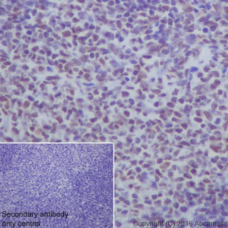 Immunohistochemistry (Formalin/PFA-fixed paraffin-embedded sections) - Anti-HDAC2 antibody [EPR20117] (AB219053)