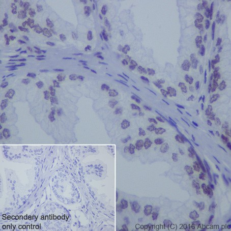 Immunohistochemistry (Formalin/PFA-fixed paraffin-embedded sections) - Anti-HDAC2 antibody [EPR20117] (ab219053), expandable thumbnail