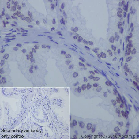 Immunohistochemistry (Formalin/PFA-fixed paraffin-embedded sections) - Anti-HDAC2 antibody [EPR20117] (AB219053)