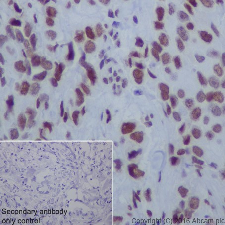 Immunohistochemistry (Formalin/PFA-fixed paraffin-embedded sections) - Anti-HDAC2 antibody [EPR20117] (ab219053), expandable thumbnail