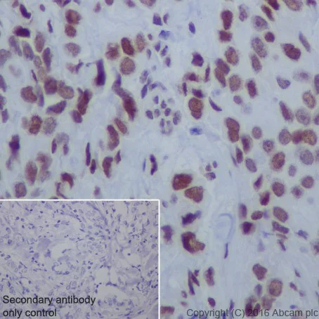 Immunohistochemistry (Formalin/PFA-fixed paraffin-embedded sections) - Anti-HDAC2 antibody [EPR20117] (AB219053)