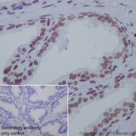 Immunohistochemistry (Formalin/PFA-fixed paraffin-embedded sections) - Anti-HDAC2 antibody [EPR20117] (ab219053), expandable thumbnail