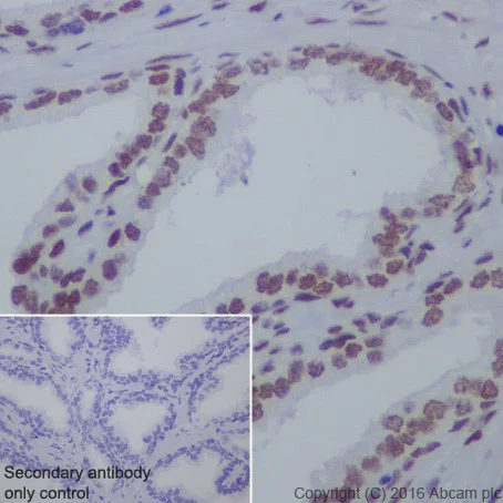 Immunohistochemistry (Formalin/PFA-fixed paraffin-embedded sections) - Anti-HDAC2 antibody [EPR20117] (AB219053)
