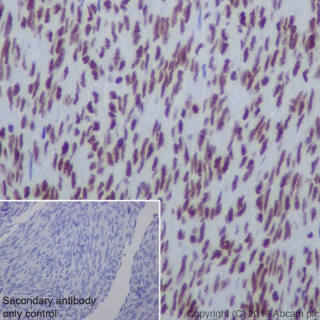 Immunohistochemistry (Formalin/PFA-fixed paraffin-embedded sections) - Anti-HDAC2 antibody [EPR20117] (ab219053), expandable thumbnail