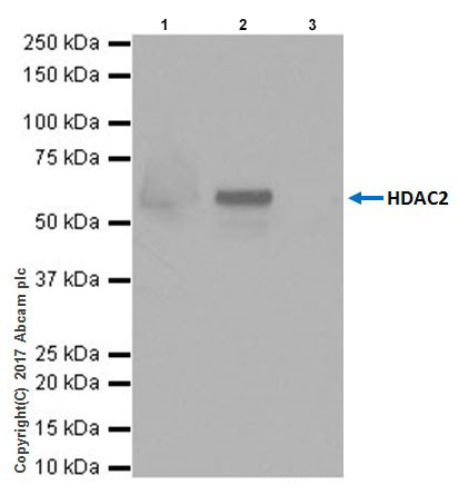 Immunoprecipitation - Anti-HDAC2 antibody [EPR20117] (AB219053), expandable thumbnail