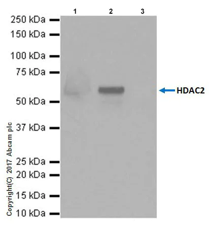 Immunoprecipitation - Anti-HDAC2 antibody [EPR20117] (AB219053)