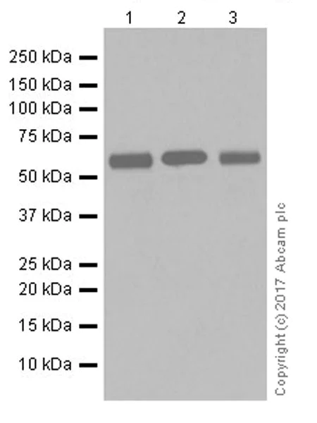 Western blot - Anti-HDAC2 antibody [EPR20117] (AB219053)