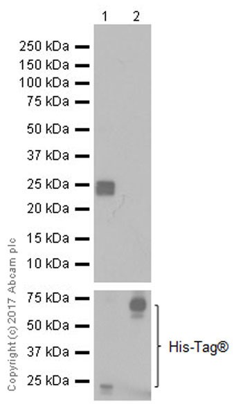 Western blot - Anti-HDAC2 antibody [EPR20117] (ab219053), expandable thumbnail