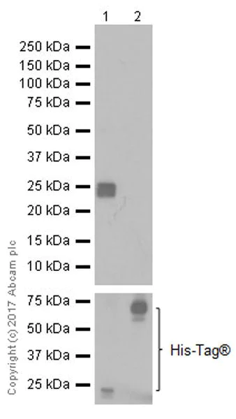 Western blot - Anti-HDAC2 antibody [EPR20117] (AB219053)