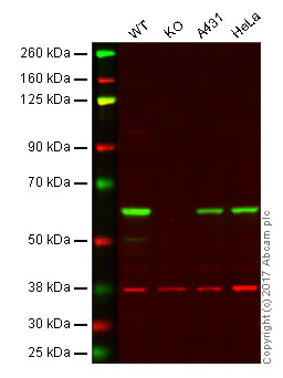 Western blot - Anti-HDAC2 antibody [EPR20117] (AB219053)