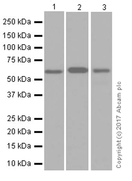Western blot - Anti-HDAC2 antibody [EPR20117] (AB219053)