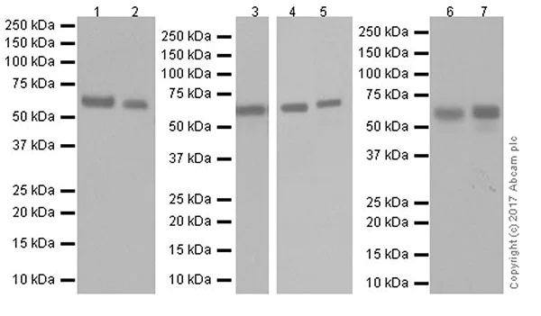 Western blot - Anti-HDAC2 antibody [EPR20117] (AB219053)
