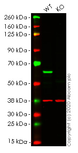 Western blot - Anti-HDAC2 antibody [EPR20117] - BSA and Azide free (AB251561), expandable thumbnail