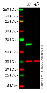 Western blot - Anti-HDAC2 antibody [EPR20117] - BSA and Azide free (AB251561), expandable thumbnail